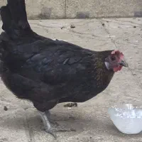 مرغ سیاه