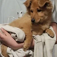 توله سگ پامر نر واگذاری رایگان فقط ۱/۵۰۰