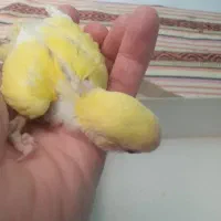 جوجه کوتوله جهت دستی  وآقل پرنده و سرلاک