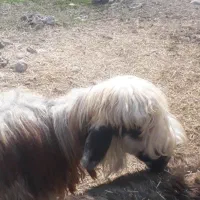 میش، بره