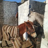 کره اسب کرد