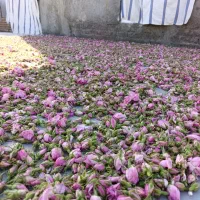 فروش غنچه گل محمدی گلاب و گل تر