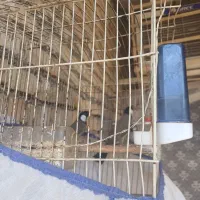 غناری|پرنده|کارون, |دیوار