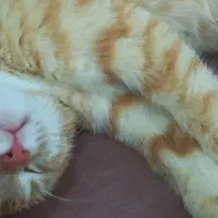 گربه|گربه|قروه, |دیوار