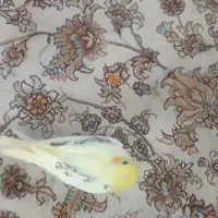 عروس هلندی|پرنده|کرج, شهرک یاس شمالی|دیوار