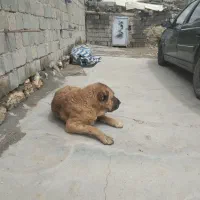 با سلام و سپاس