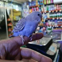 مرغ عشق جوان