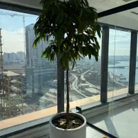 گل آپارتمانی|گل و گیاه طبیعی|تهران, بوستان چیتگر|دیوار