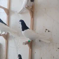 کفتر فروشی|پرنده|شیراز, حجت آباد|دیوار