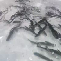 ماهی قزل آلا زنده