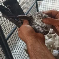 کفتر|پرنده|صفادشت, |دیوار