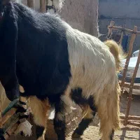 نربز پاکستانی اصل|حیوانات مزرعه|بروجرد, |دیوار