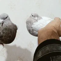 کفتر|پرنده|زرند, |دیوار