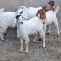 ۴راس بزغاله ماده دورگ پاکستانی خشکل