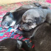 واگذاری توله میکس ژرمن ورک و مالینوا