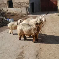 فروشی