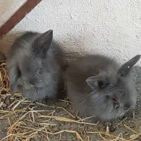 خرگوش لوپ بچه خرگوش ۲ماهه دستی