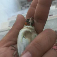 پرنده سهره چونه خطی|پرنده|اردبیل, |دیوار