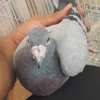 گرفتنی نر سبز