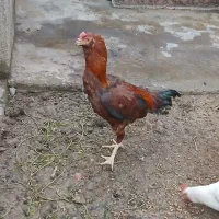 ۱۰ عدد مرغوخروس لاری اصیل|حیوانات مزرعه|میانه, |دیوار