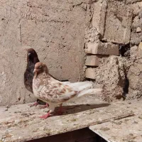 کبوتر|پرنده|اهواز, منازل کارون|دیوار