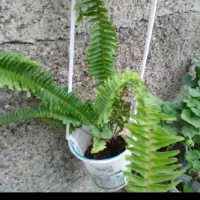 تعدادی گلدان و گل  ۱۰۰۰۰|گل و گیاه طبیعی|رشت, سیا اسطلخ|دیوار