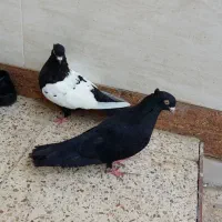 زاغ  نر چشم و نوک سفید مست مست|پرنده|اهواز, کارون|دیوار