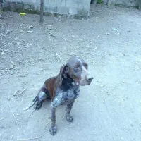 سگ شکاری|سگ|صومعه‌سرا, |دیوار