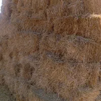پرس جو آرپا کولشی