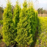 تولید کاج طلایی(لاوسون) و انواع گل و گیاه بیرونی