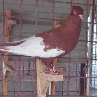 کفتر ذات دار|پرنده|شیراز, دکتر حسابی|دیوار