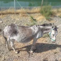 عنبر نسارا