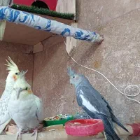 عروس هلندی|پرنده|کرمانشاه, |دیوار