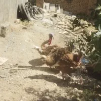 فروش غاز و بوقلمون|حیوانات مزرعه|کبودرآهنگ, |دیوار