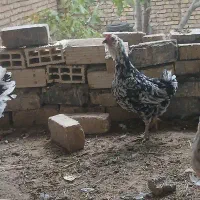 مرغ کرچ شو بومی گیلین لری تاج کوفته ریشی خال منظم