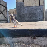 پولکی پلاکی مولر.خال .قره