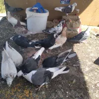 کبوتر پرشی تضمینی
