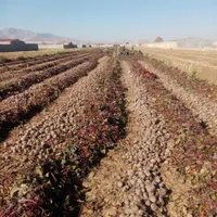 بذر لبو دُم موشی درجه یک