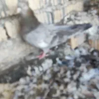نروماده سرک سوسنی