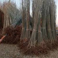 فروش نهال بادام صنوبر چنار گردو در نهالستان|خدمات باغبانی و درختکاری|بردسیر, |دیوار