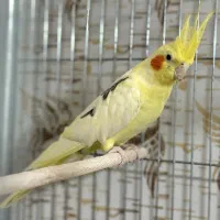 عروس هلندی دوکت پروانه ای