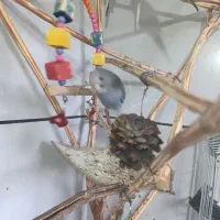 مرغ عشق|پرنده|هریس, |دیوار