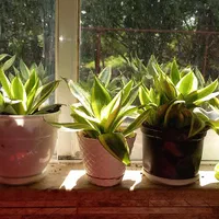 گل سانسوریا