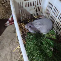 خرگوش|موش و خرگوش|فومن, |دیوار