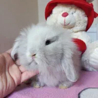 خرگوش مینی لوپ نسکافه ای