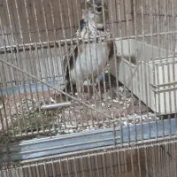 سهره خاکی|پرنده|میاندوآب, |دیوار