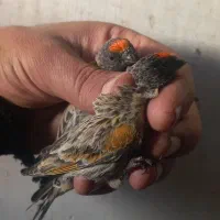 سهره گلبسر قواردار قیمت مناسب|پرنده|قم, باجک دو|دیوار