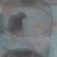 سلام یک عدد مینا