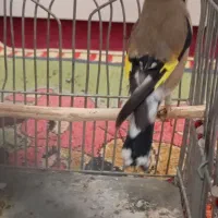 سهره قناری سهره نر|پرنده|مرودشت, سهل‌آباد|دیوار