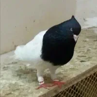 گروه چاشنی و رنگی بازها|پرنده|بجنورد, |دیوار